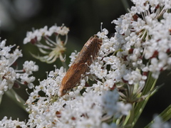 Eucosma