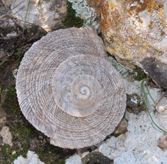 Iberus gualtieranus gualtieranus