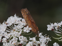 Eucosma