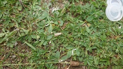 Thisanotia chrysonuchella