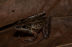 Litoria nasuta