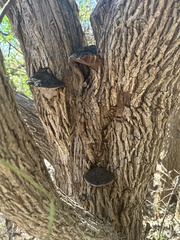 Phellinus igniarius