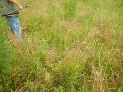 Stenanthium gramineum