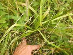 Stenanthium gramineum