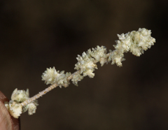 Atriplex polycarpa