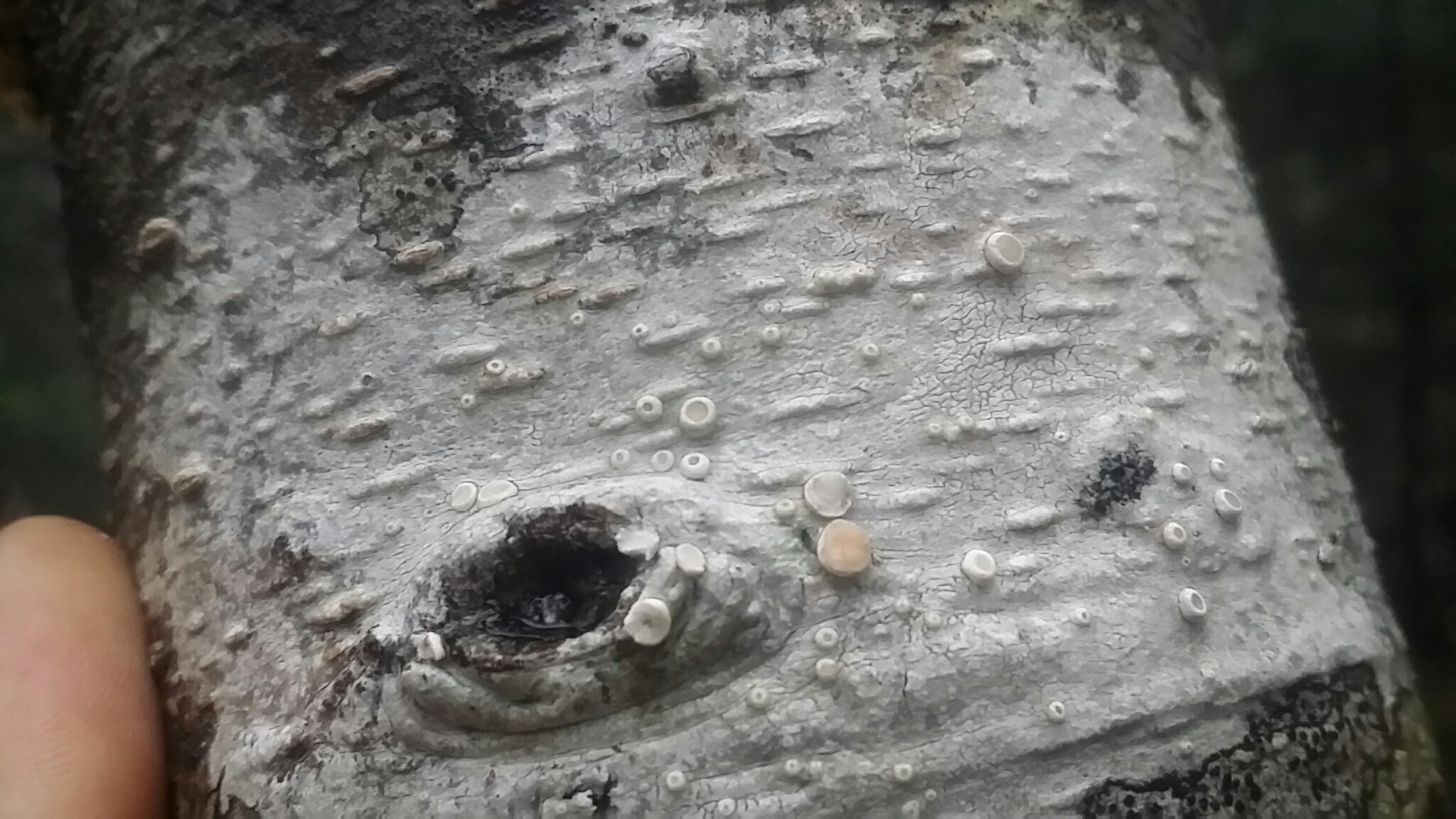 Ochrolechia laevigata image