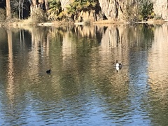 Lophodytes cucullatus