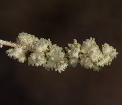 Atriplex polycarpa