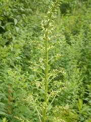 Stenanthium gramineum