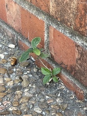 Rhynchosida physocalyx