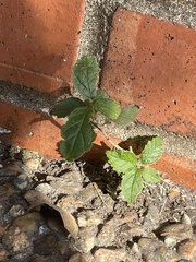 Rhynchosida physocalyx