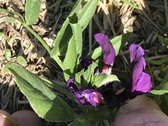 Vicia narbonensis