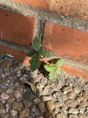 Rhynchosida physocalyx