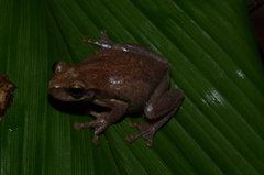 Litoria rubella