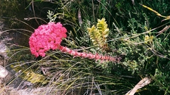 Crassula coccinea