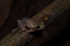 Litoria rubella