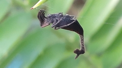 Arachnura scorpionoides