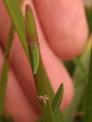 Draeculacephala soluta