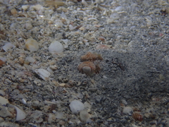 Sepiadarium austrinum