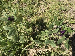 Vicia narbonensis