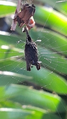 Arachnura scorpionoides
