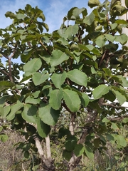 Caryocar brasiliense