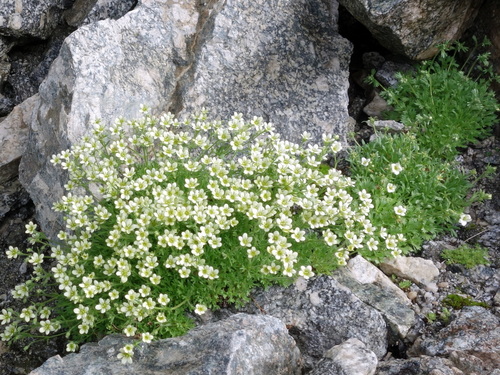 Saxifraga exarata (Saxifraga exarata)