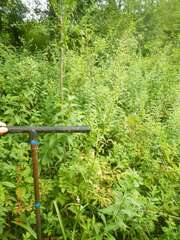 Stenanthium gramineum