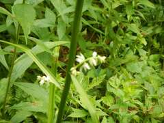 Stenanthium gramineum