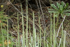 Ceropegia dichotoma image