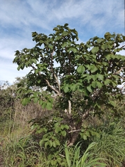 Caryocar brasiliense