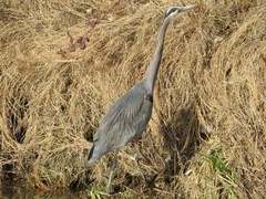 Ardea herodias fannini