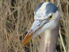 Ardea herodias fannini