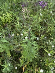 Lactuca canadensis