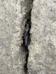 Allocapnia vivipara