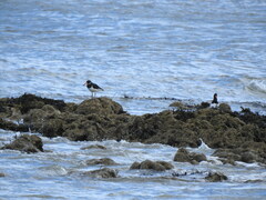 Haematopus ostralegus