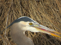 Ardea herodias fannini