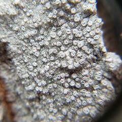 Lepra hypothamnolica