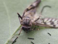 Furia ithacensis