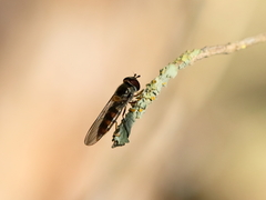 Meliscaeva auricollis