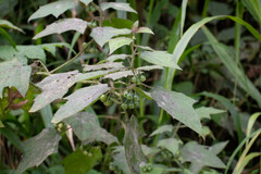 Solanum acerifolium