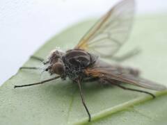 Furia ithacensis