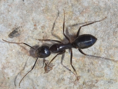 Camponotus sylvaticus