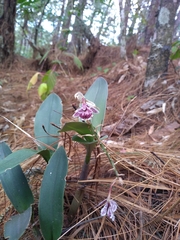 Epidendrum marmoratum