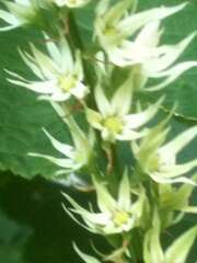 Stenanthium gramineum