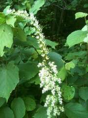 Stenanthium gramineum