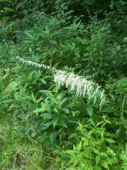 Stenanthium gramineum