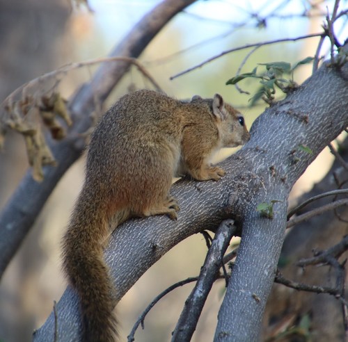 Smith's Bush Squirrel