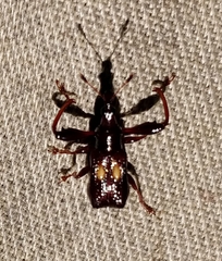 Euscelus elliptiguttatus