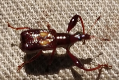 Euscelus elliptiguttatus